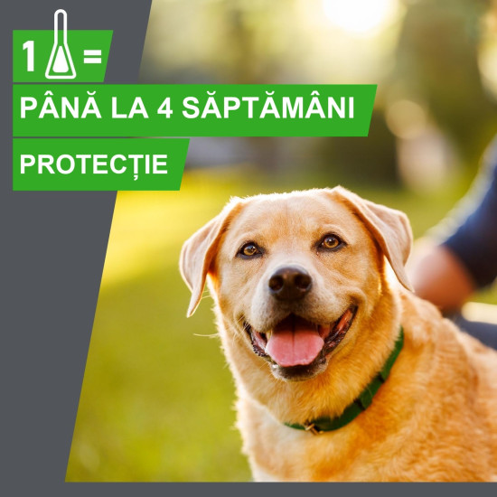 Frontline Combo Spot-On L – Soluție Antiparazitară Externă pentru Câini de Talie Mare (20–40 kg) – 3 Pipete